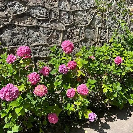 La Casona De La Carbayeda *